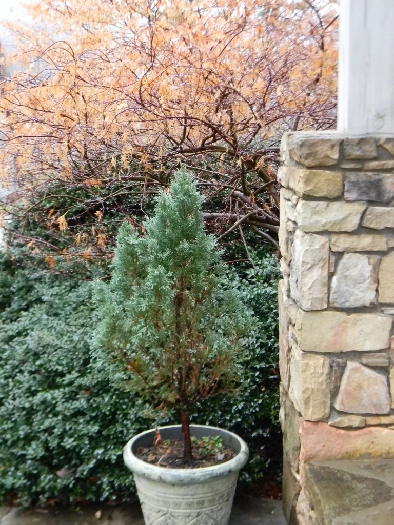 Juniperus chinensis