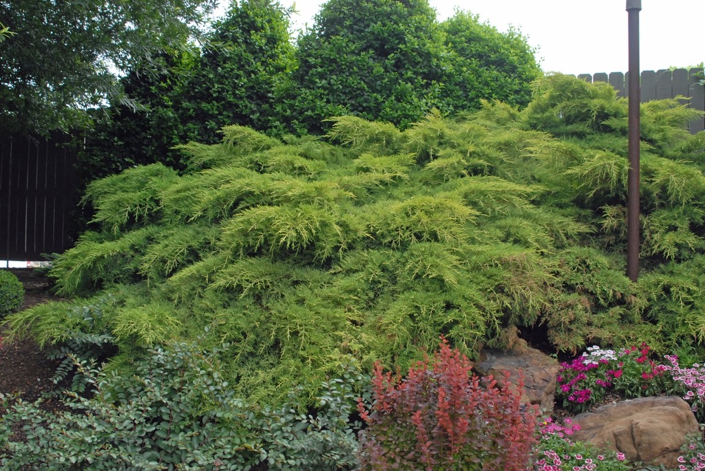 Juniperus chinensis