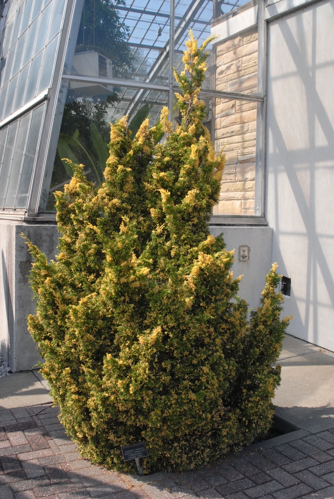 Juniperus chinensis 'Kaizuka'