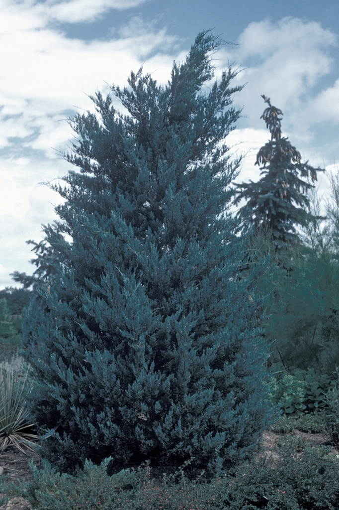 Juniperus chinensis