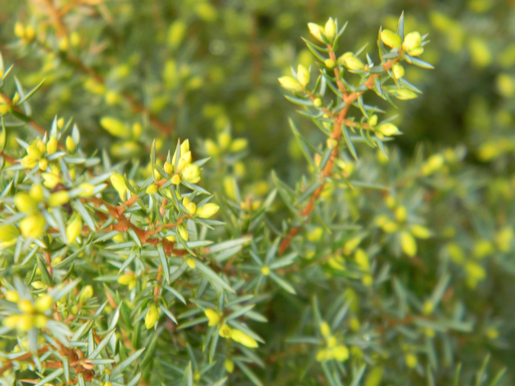 Juniperus communis 'Gold Cone'
