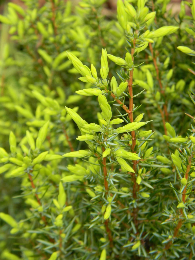 Juniperus communis 'Gold Cone'