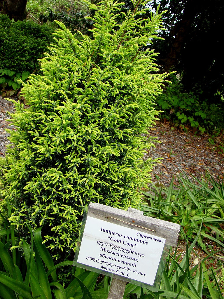 Form