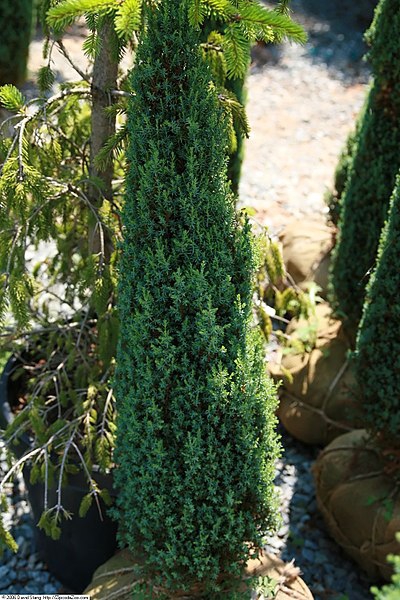 Juniperis communis 'Compressa'