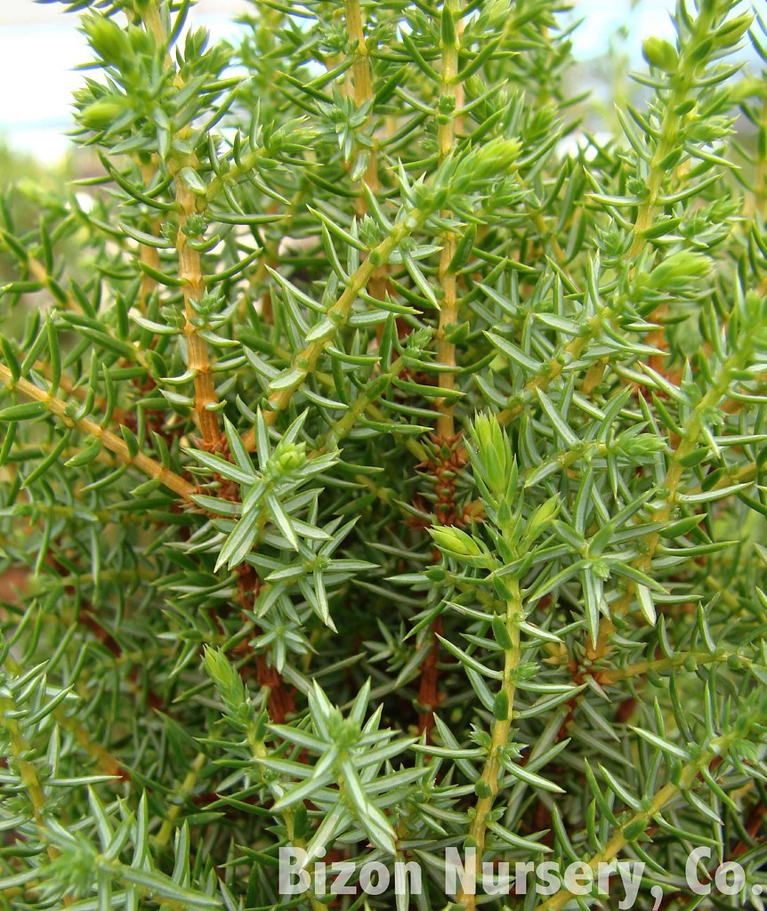 Juniperis communis 'Compressa'