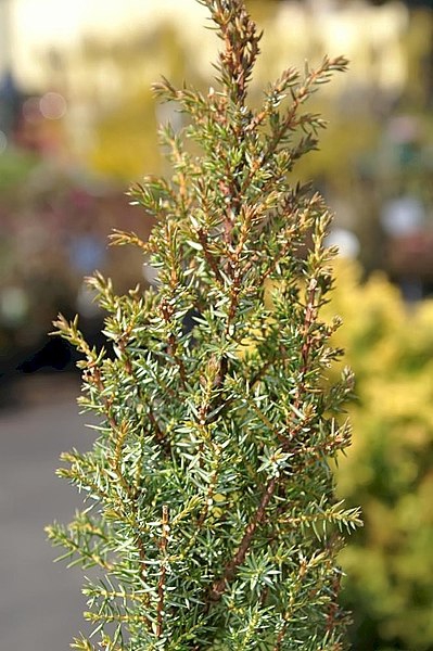 Juniperis communis 'Compressa'