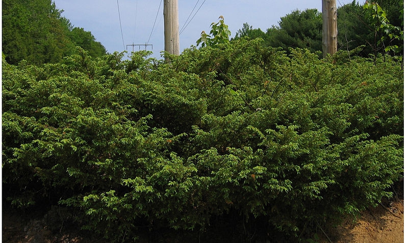 Juniperus comunis var. depressa