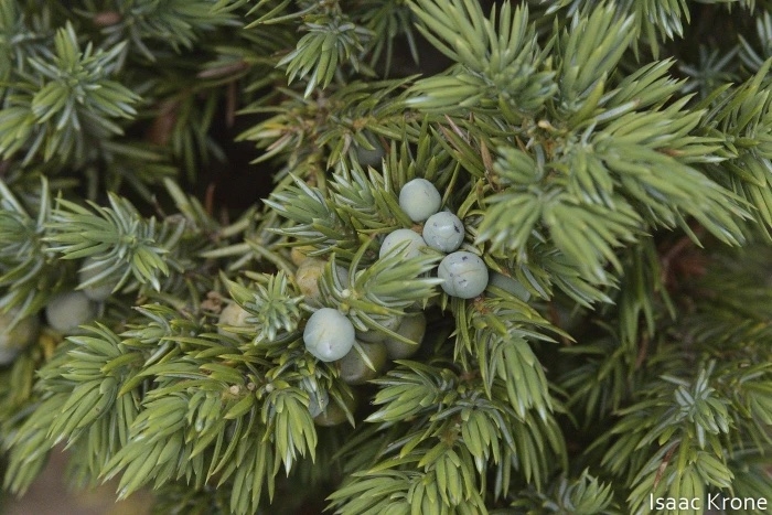 Leaves and blue female cones