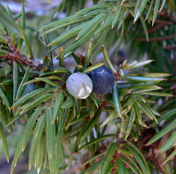 Cones