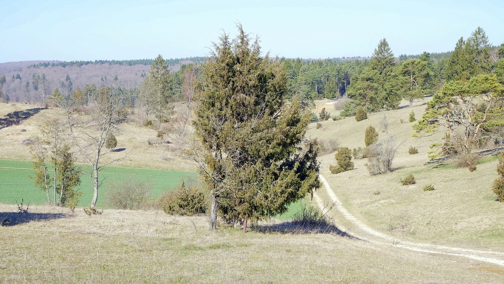 Upright, somewhat conical conifer in a landscape