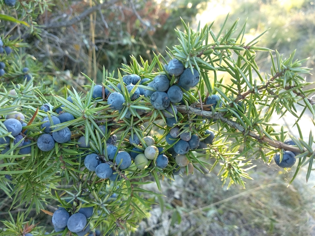 Branch with needles and blue, mature female cones.