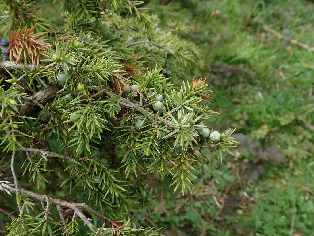 Branch with needles and green (immature) female cones.