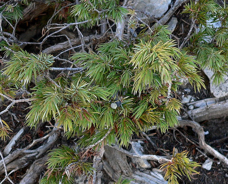 Juniperus comunis var. depressa