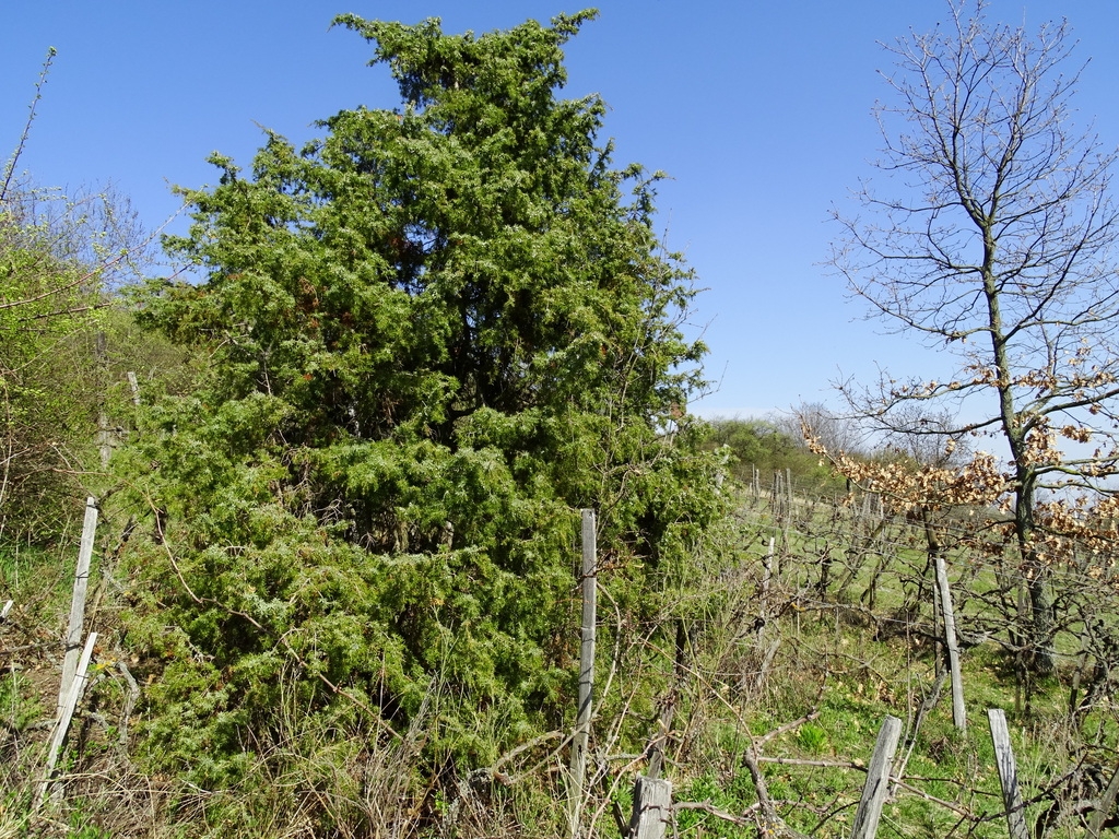 Upright, somewhat conical conifer in a landscape