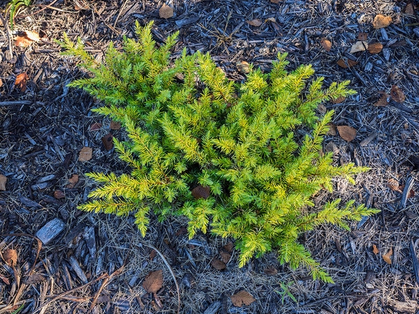 Juniperus conferta 'All-Gold'