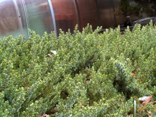 Juniperus conferta 'Blue Pacific'