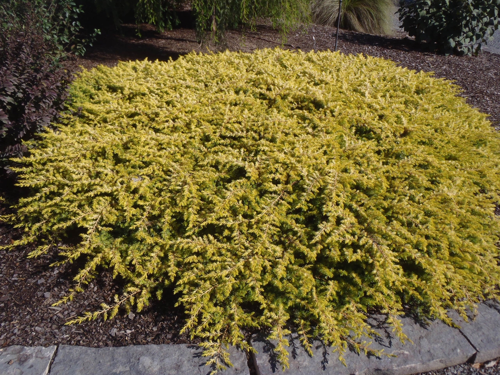 Juniperus conferta