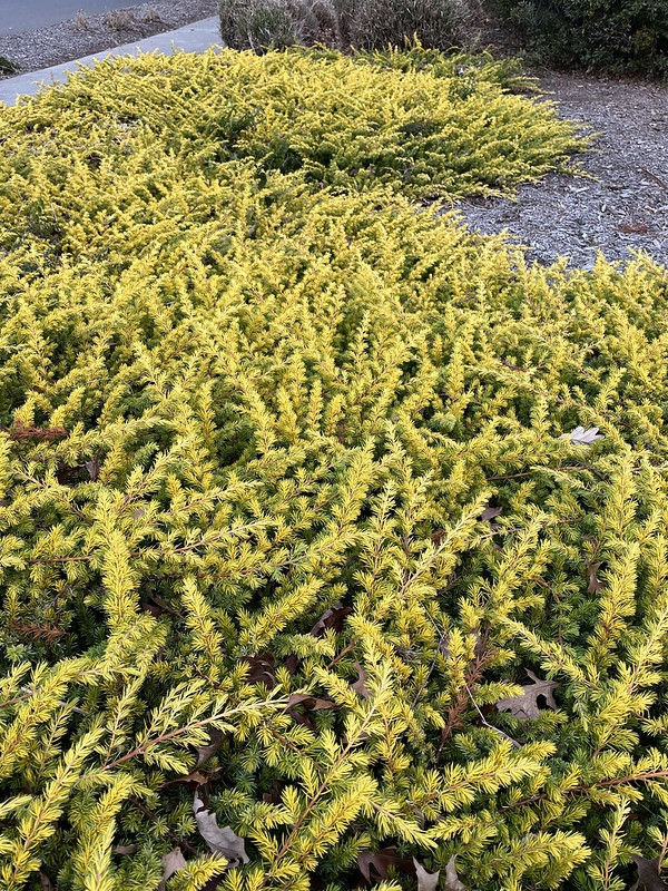 low spreading ground cover with yellow needles