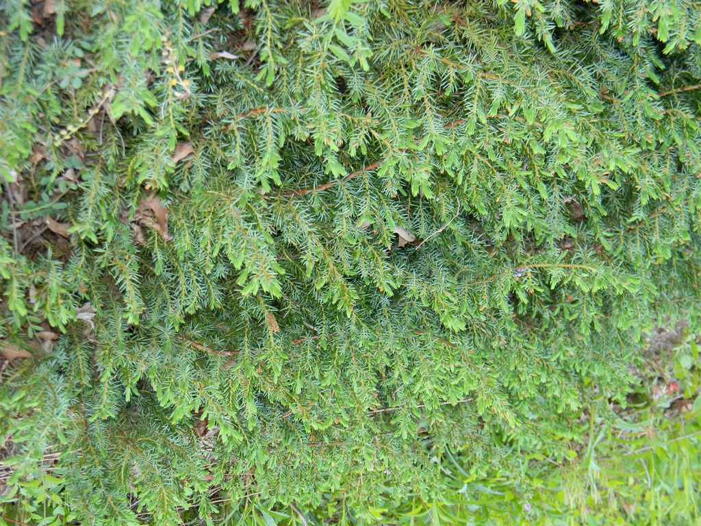 Juniperus conferta 'Blue Pacific'