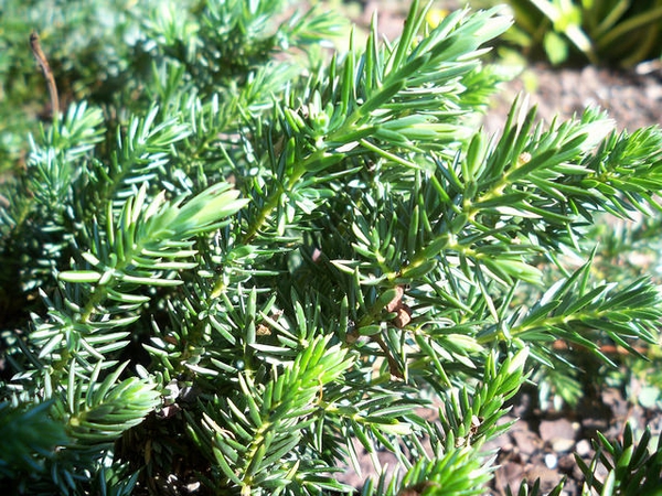 Juniperus conferta 'blue pacific'