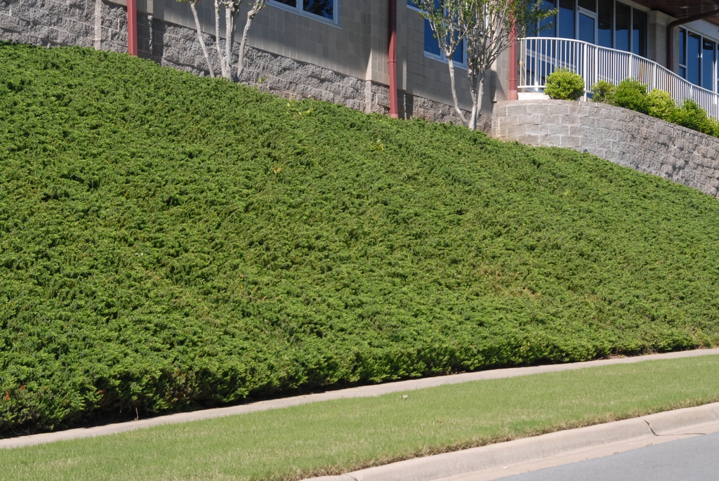 Juniperus conferta Form