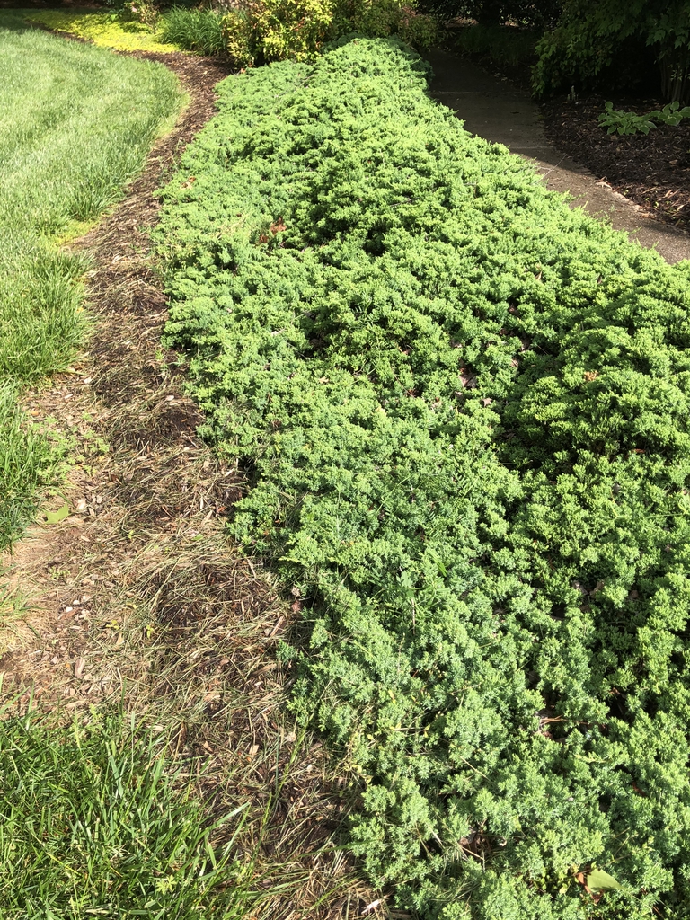 'Blue Pacific', habit, Wake County, NC