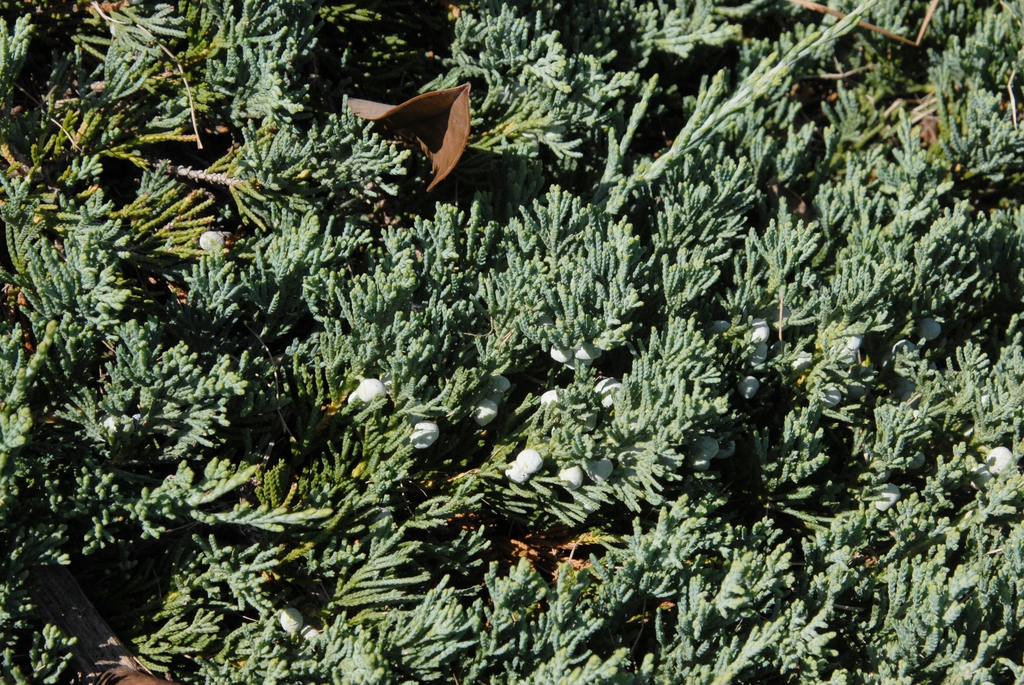 Juniperus horizontalis 'Wiltonii'