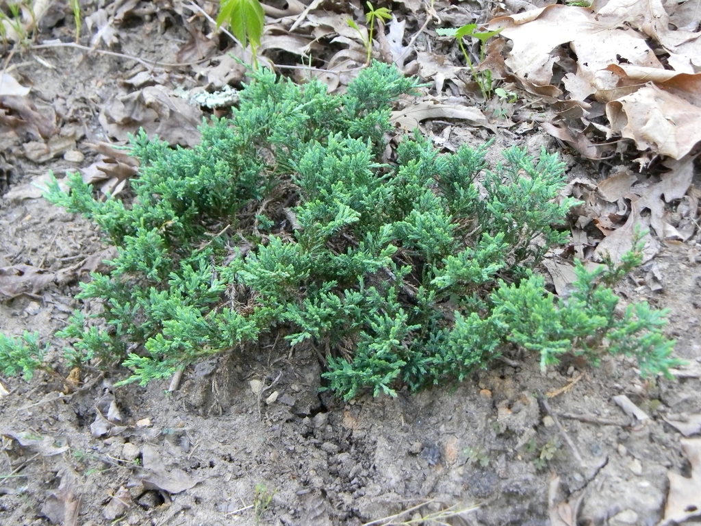 Juniperus horizontalis 'Wiltonii'