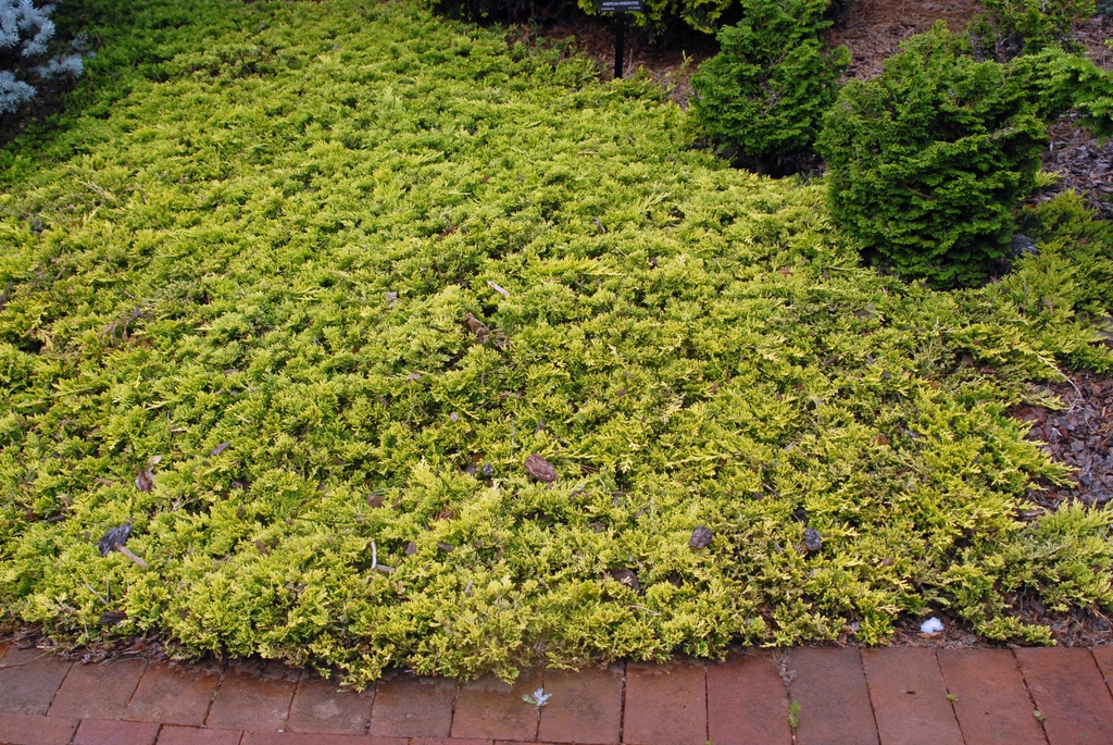 Juniperus horizontalis