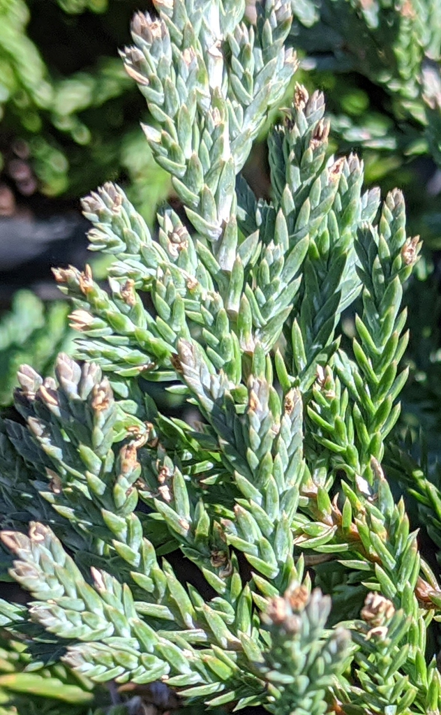 Juniperus horizontalis 'Wiltonii'