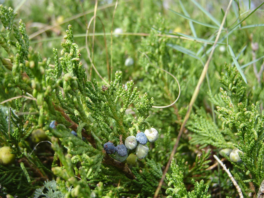 Blue cones