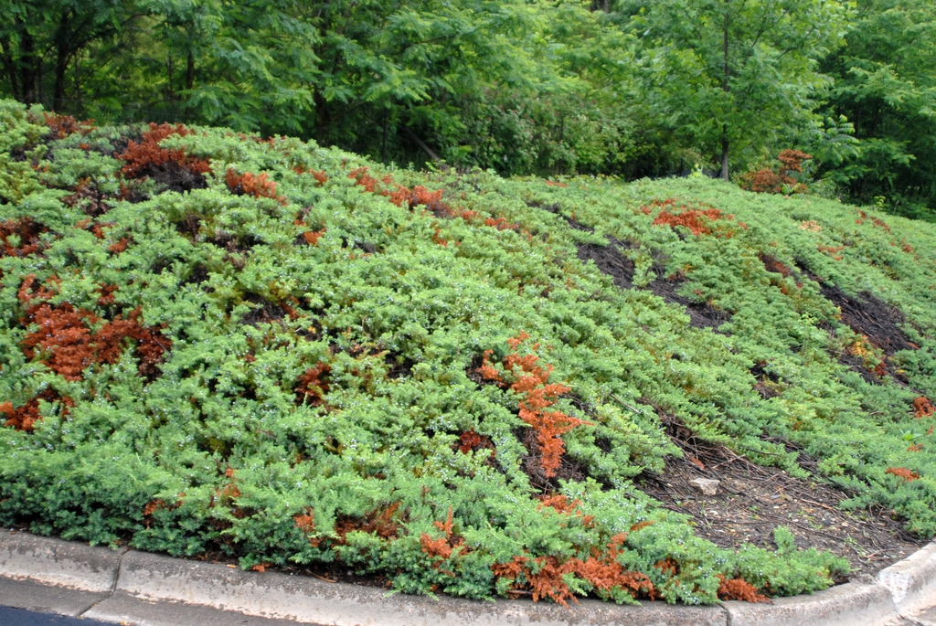 Juniperus horizontalis