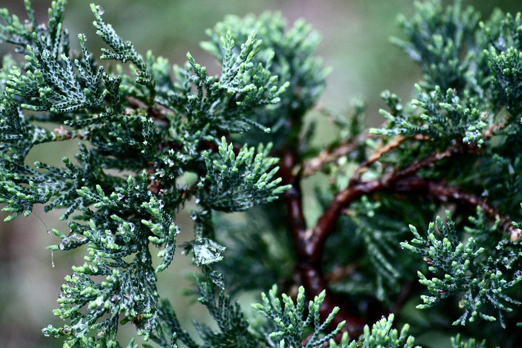Juniperus horizontalis 'Blue Rug'