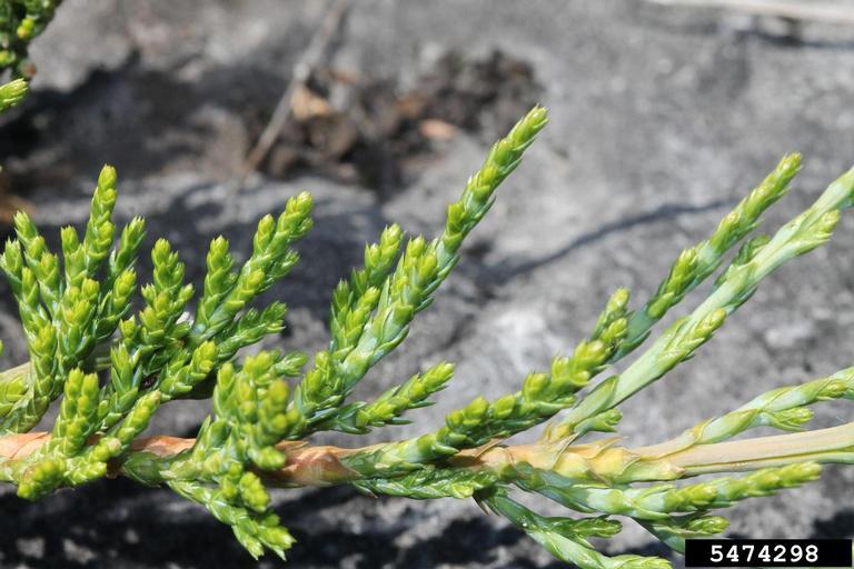 Juniperus horizontalis