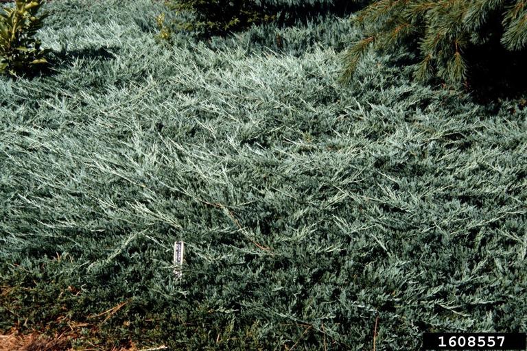Juniperus horizontalis