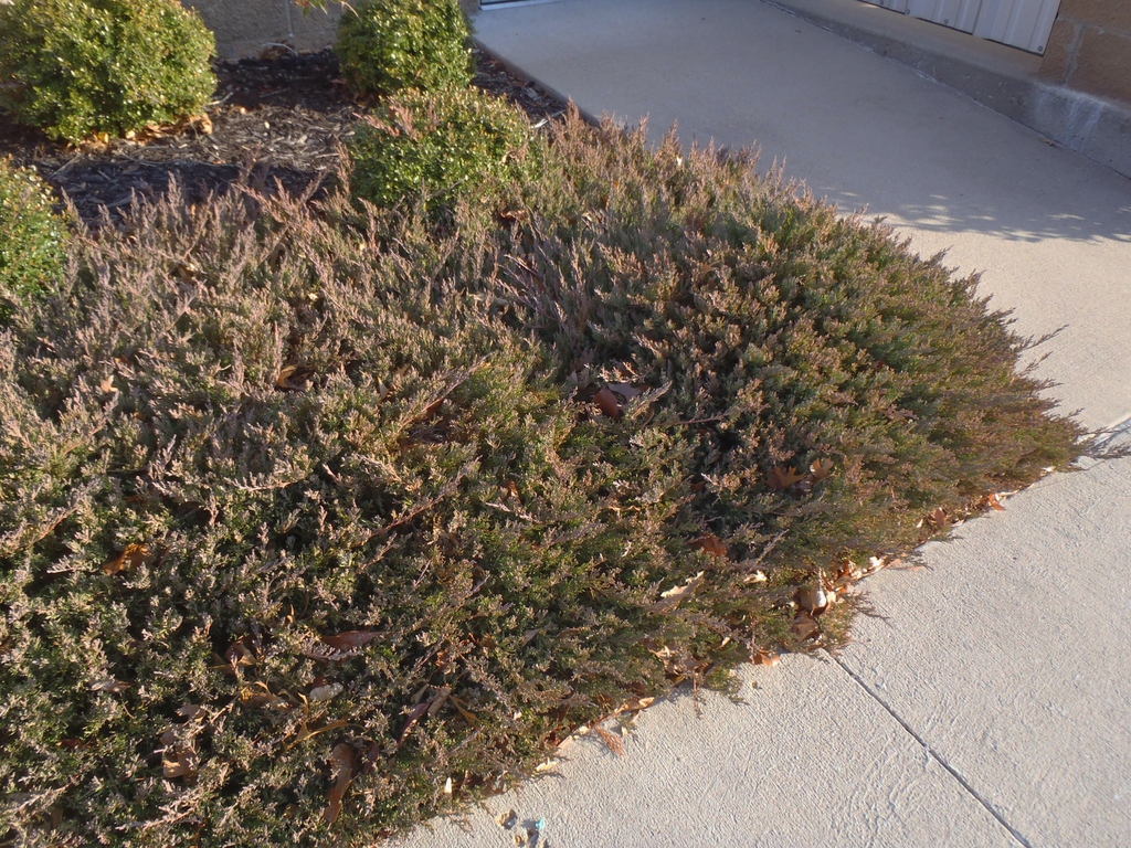 Juniperus horizontalis