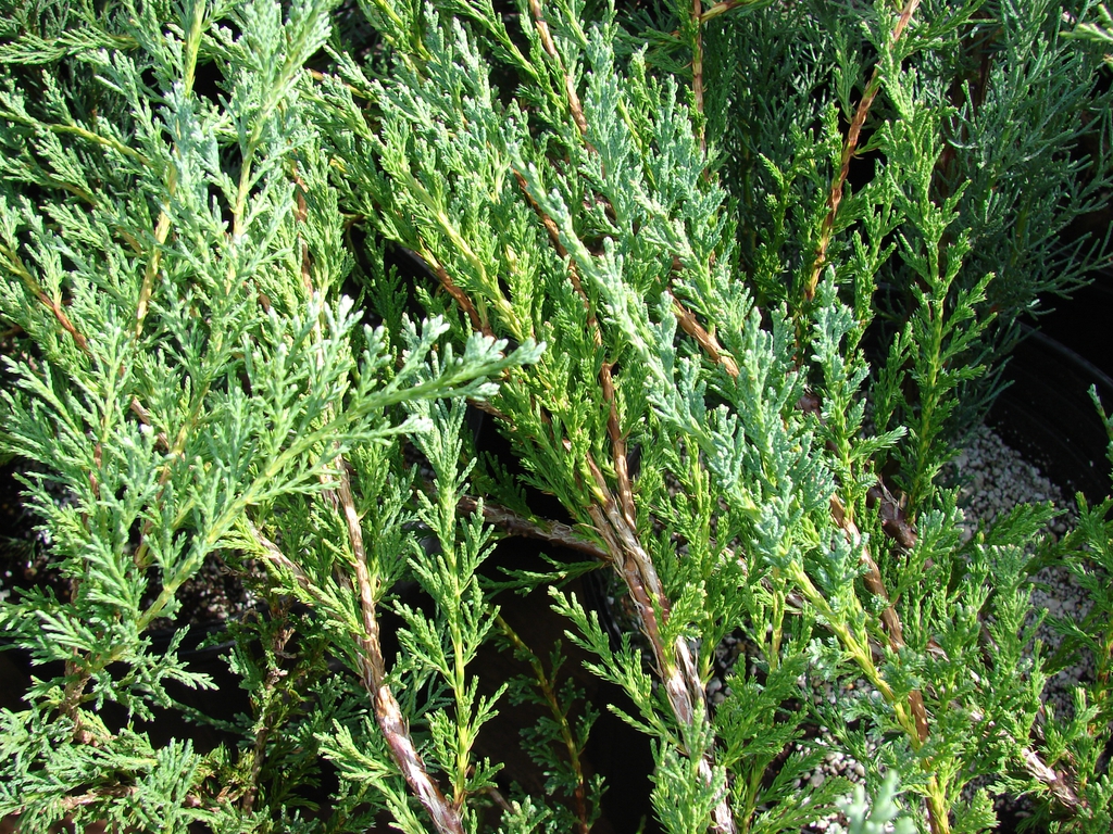 Leaves and stem