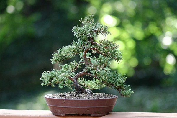 Juniperus horizontalis 'Blue Rug'