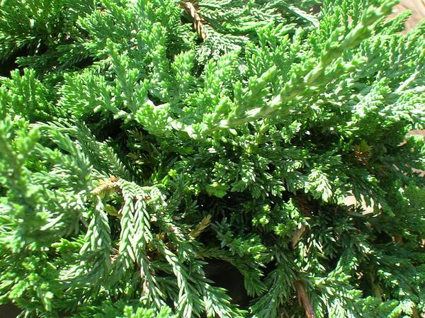Juniperus horizontalis 'Blue Rug'