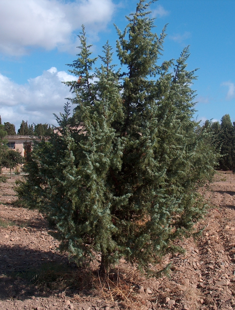 Form of the tree