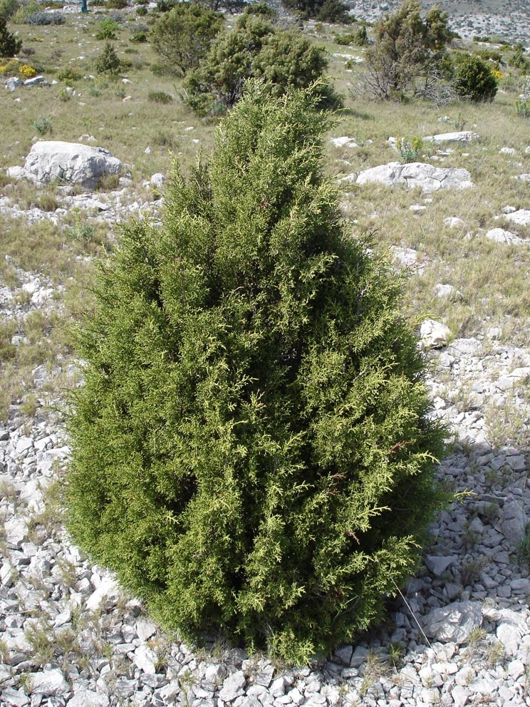 Form of the tree