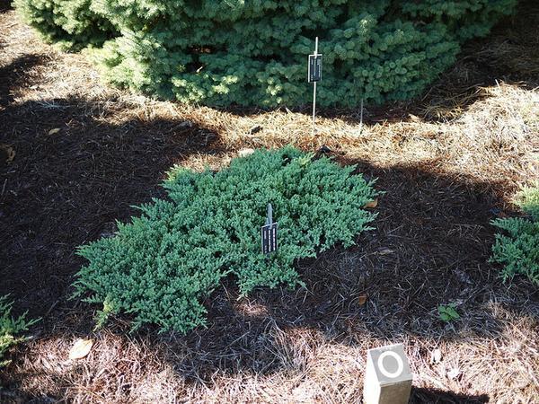 Juniperus procumbens