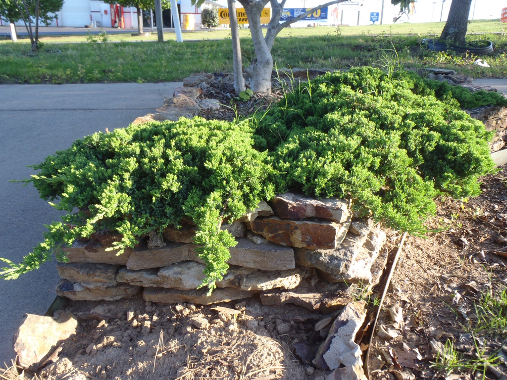 Juniperus procumbens 'Nana'