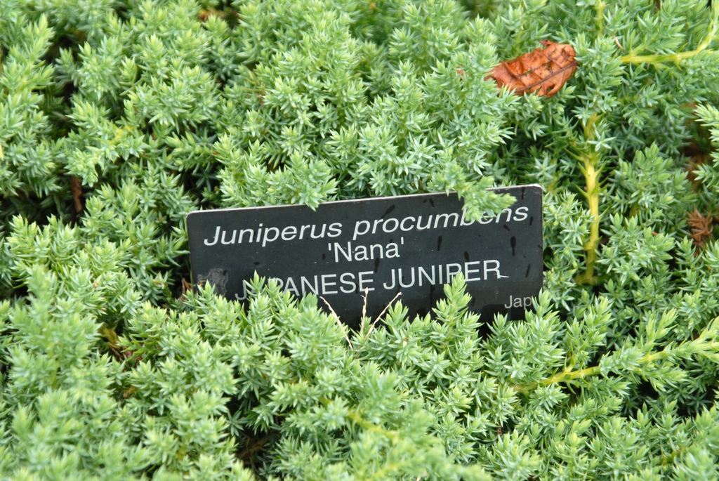 Juniperus procumbens 'Nana'