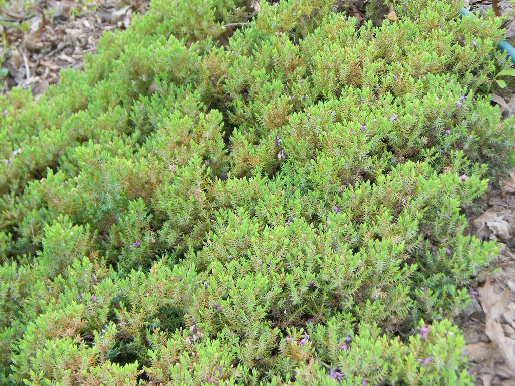 Juniperus procumbens 'Nana'