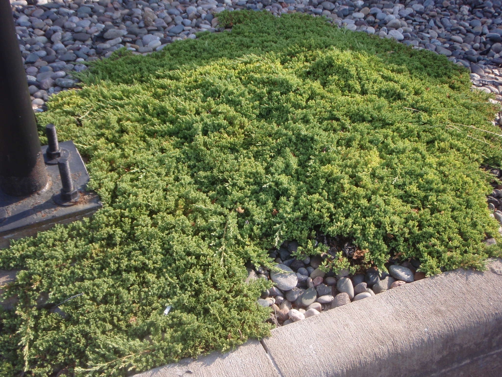 'Nana' Form Close-up