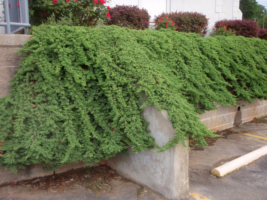 Juniperus procumbens Form