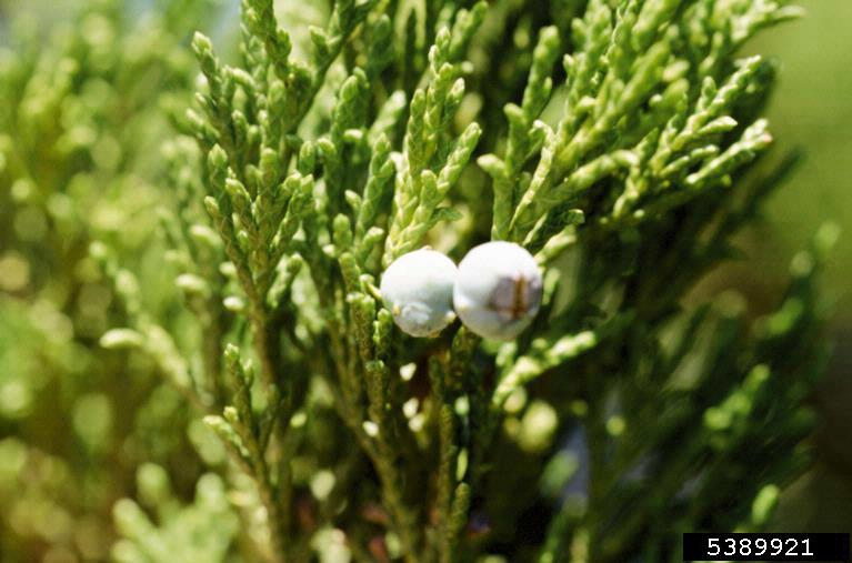Juniperus scopulorum