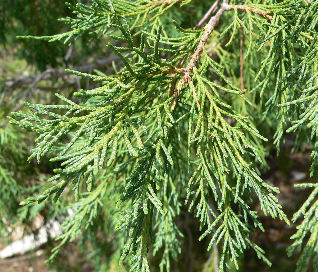 Stems and leaves