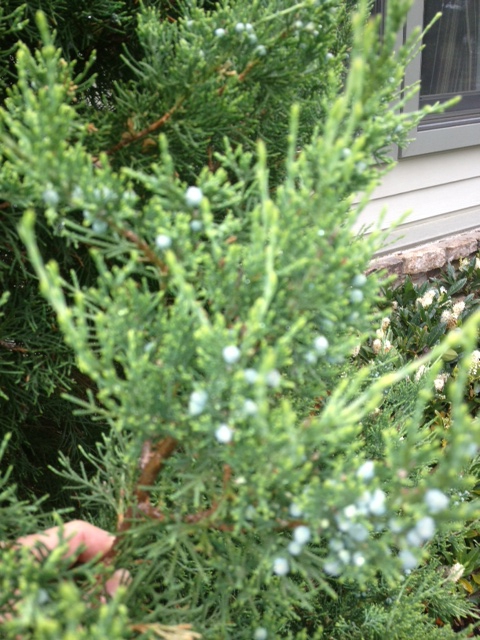 Juniperus scopulorum